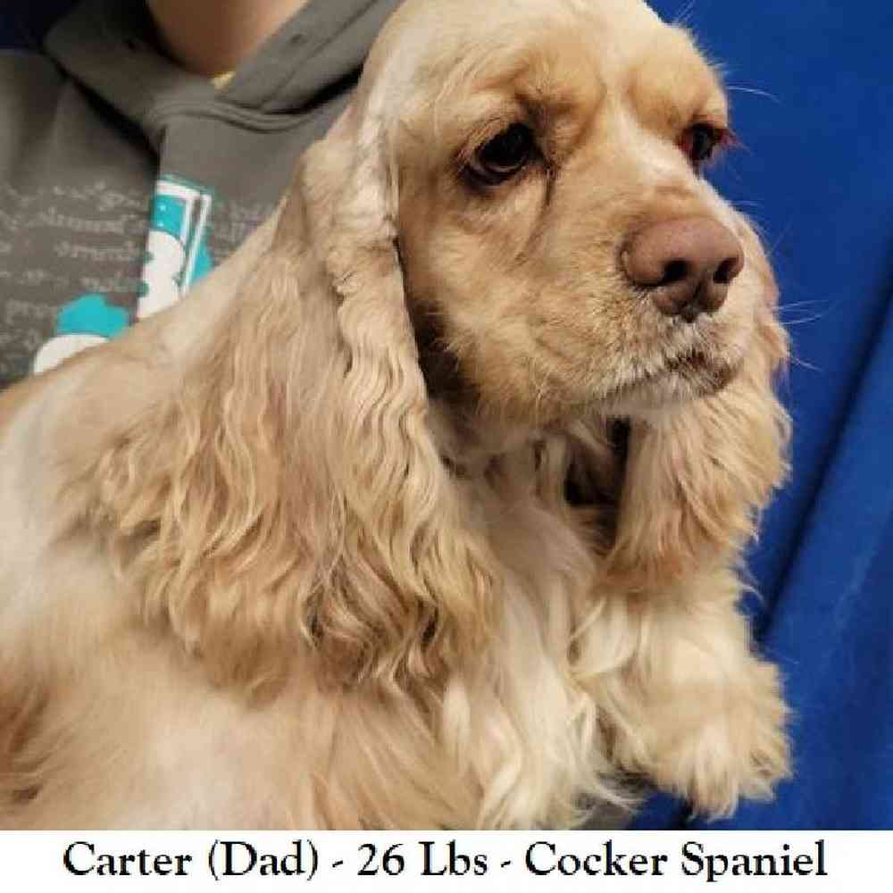 Male Cocker Spaniel Puppy for Sale in Saugus, MA