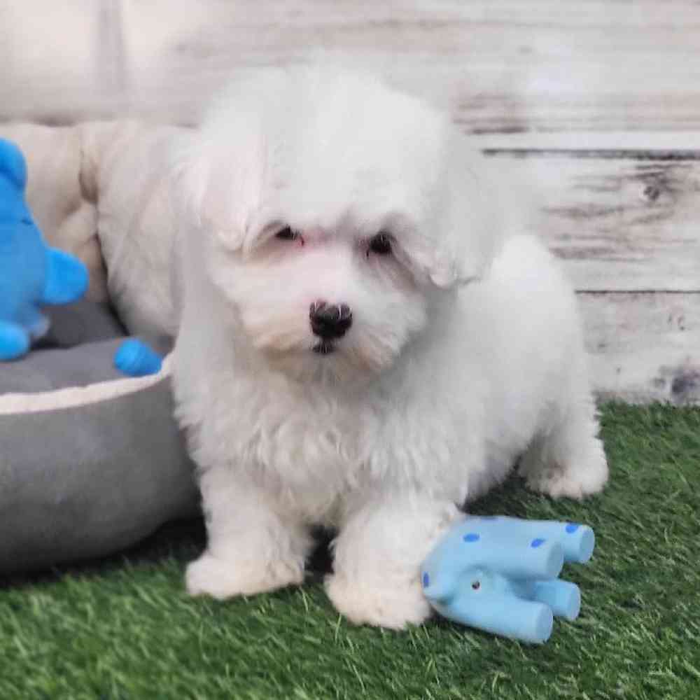 Male Coton De Tulear Puppy for Sale in Saugus, MA