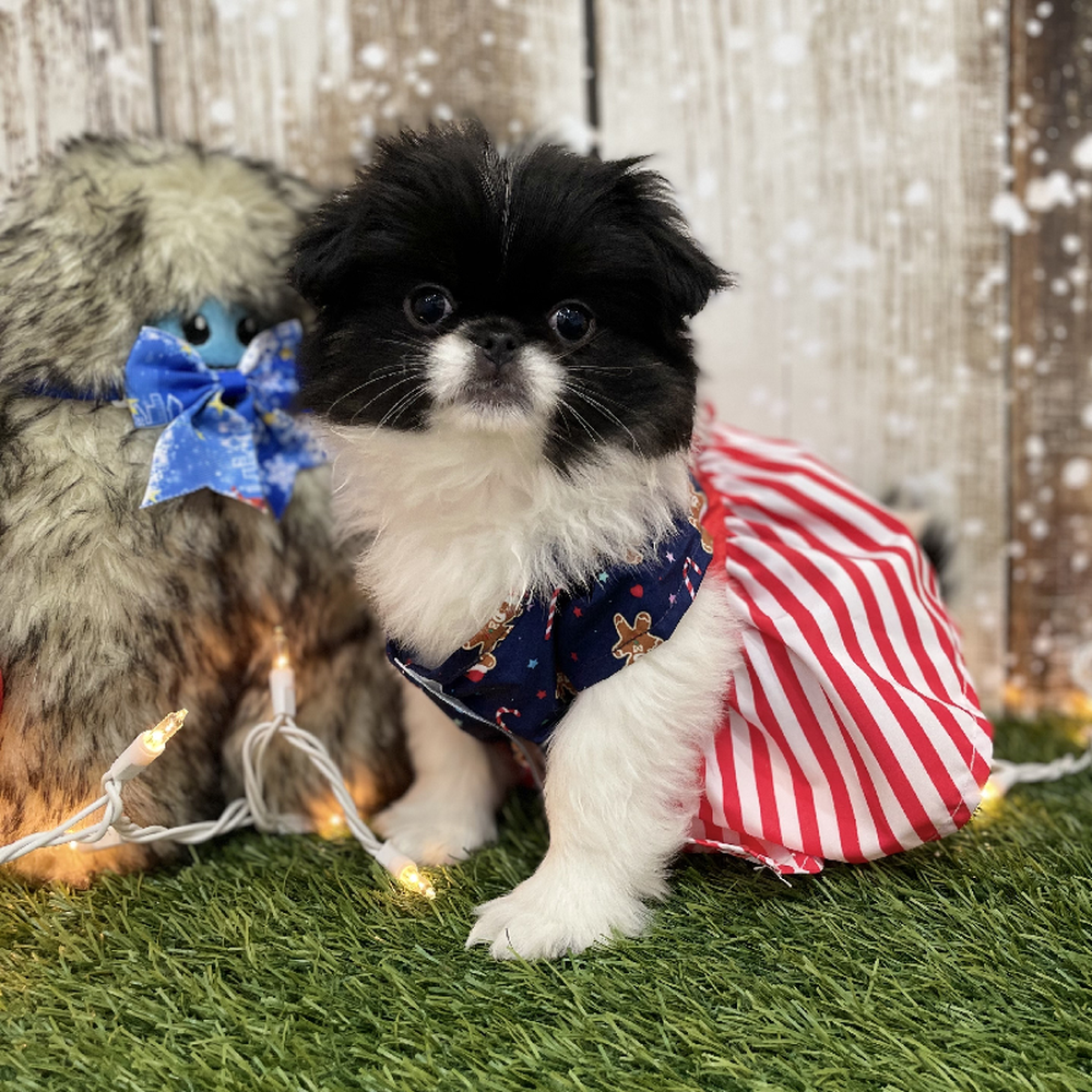 Female Japanese Chin Puppy for Sale in Braintree, MA