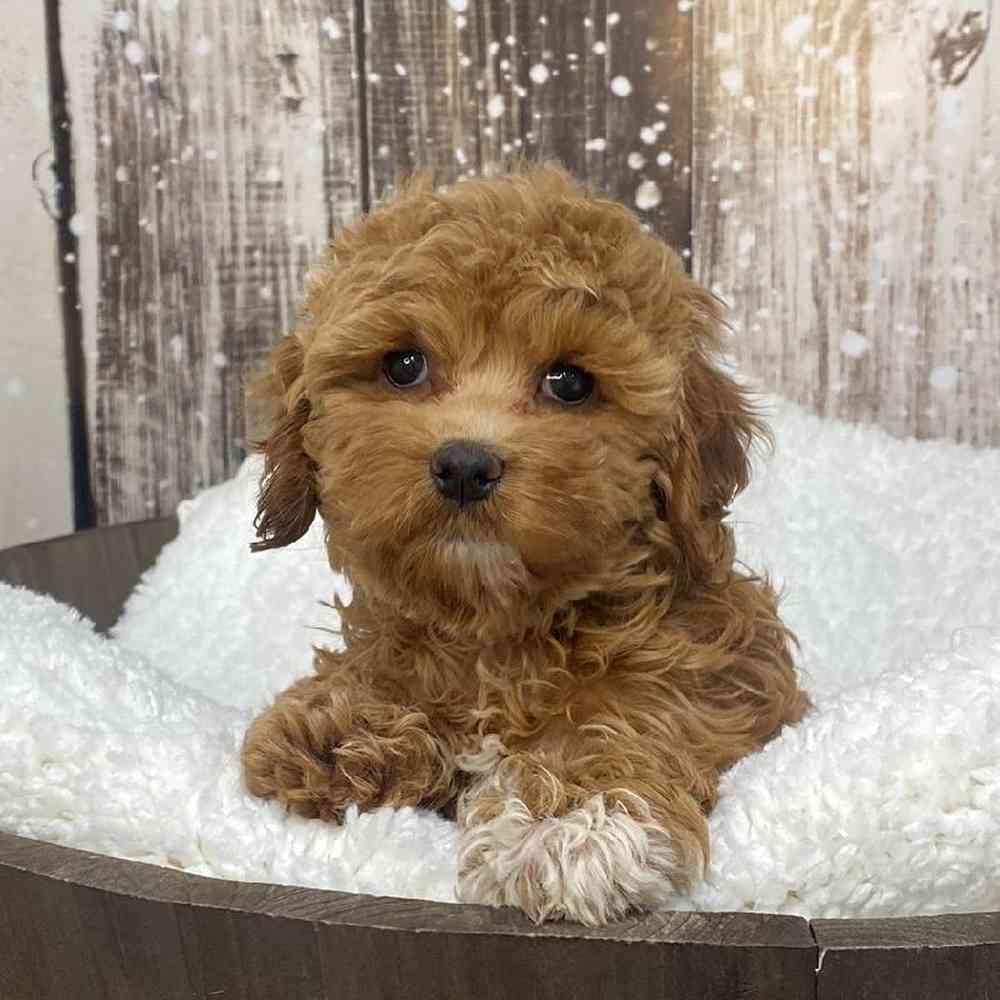 Female Cockapoo Puppy for Sale in Saugus, MA