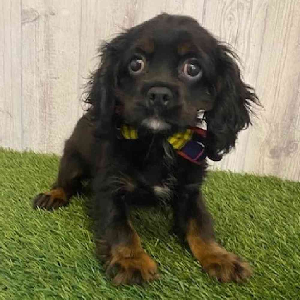 Male Cockalier Puppy for sale