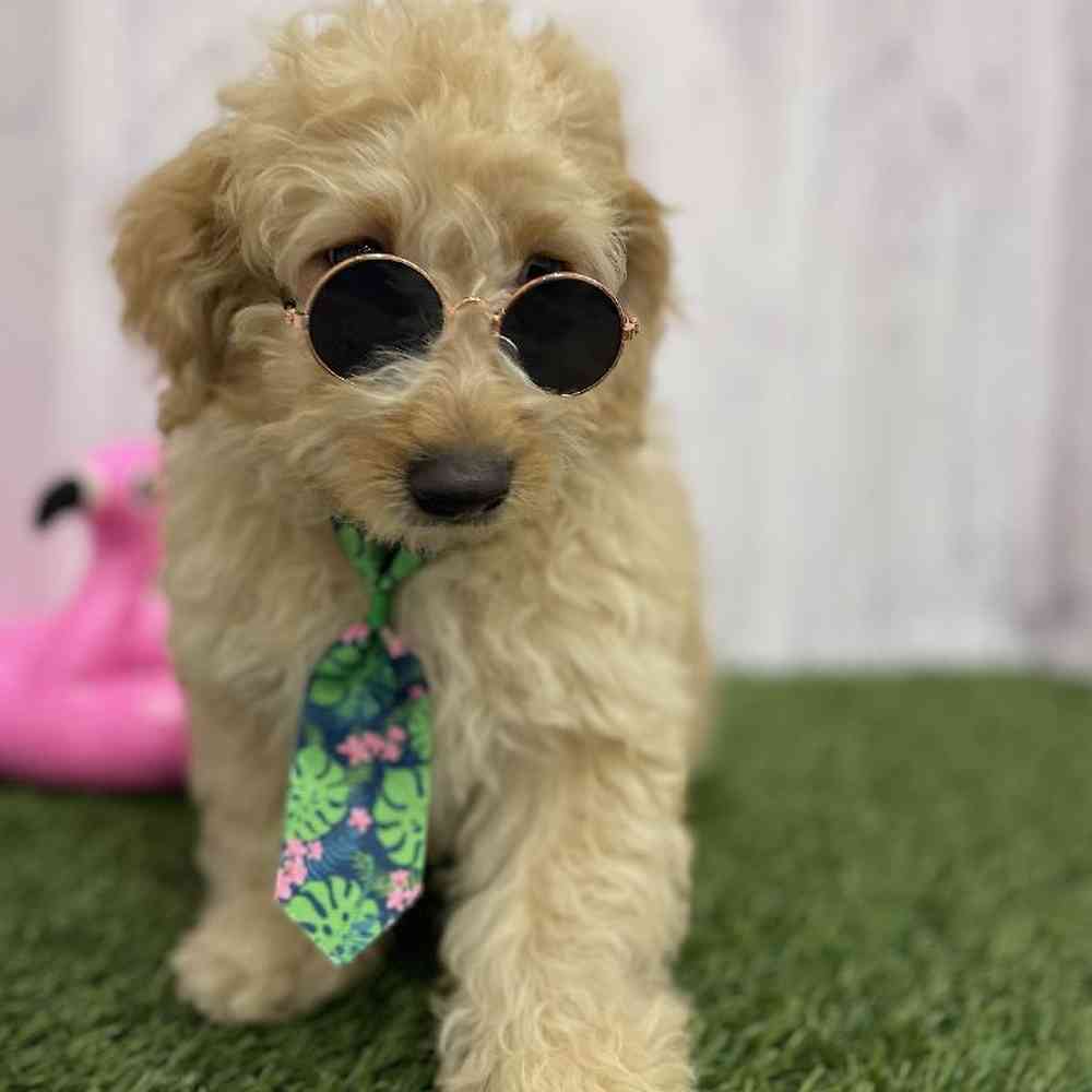 Male Mini Goldendoodle 2nd Gen Puppy for Sale in Braintree, MA