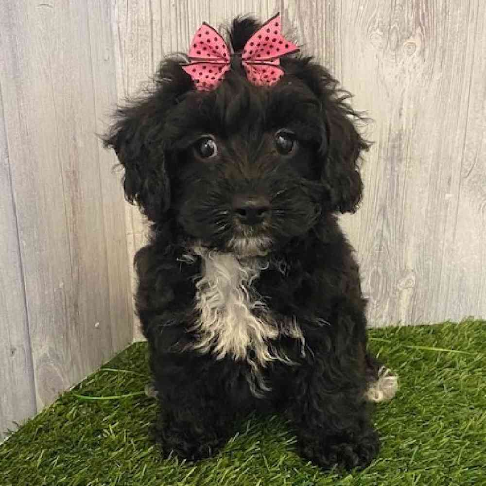 Female Yorkie-Poo Puppy for sale