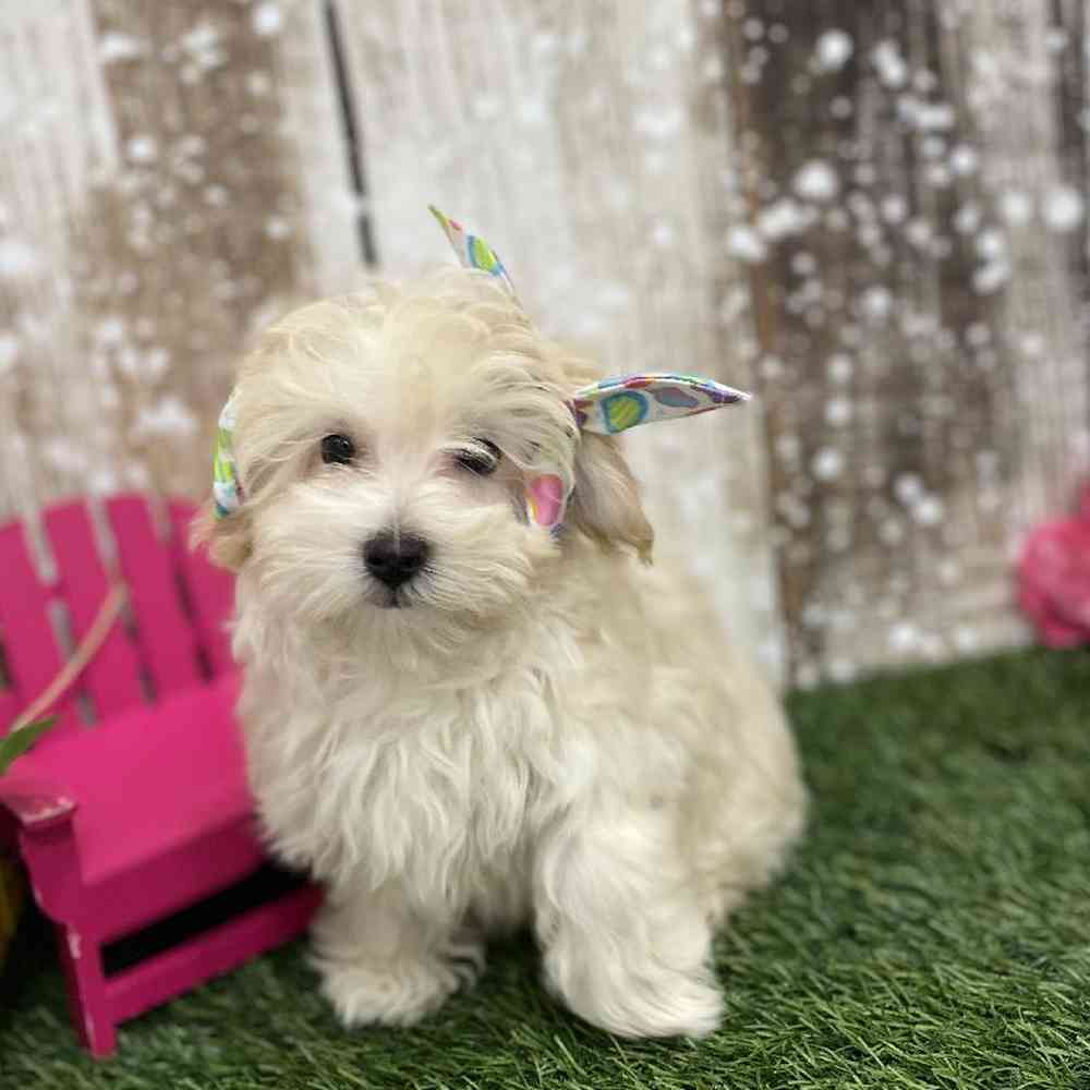 Female Malti-Poo Puppy for Sale in Braintree, MA