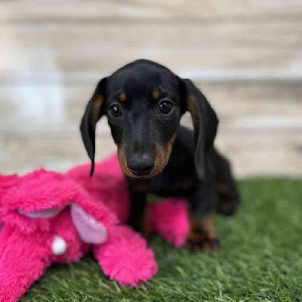 Female Dachshund Puppy for Sale in Saugus, MA