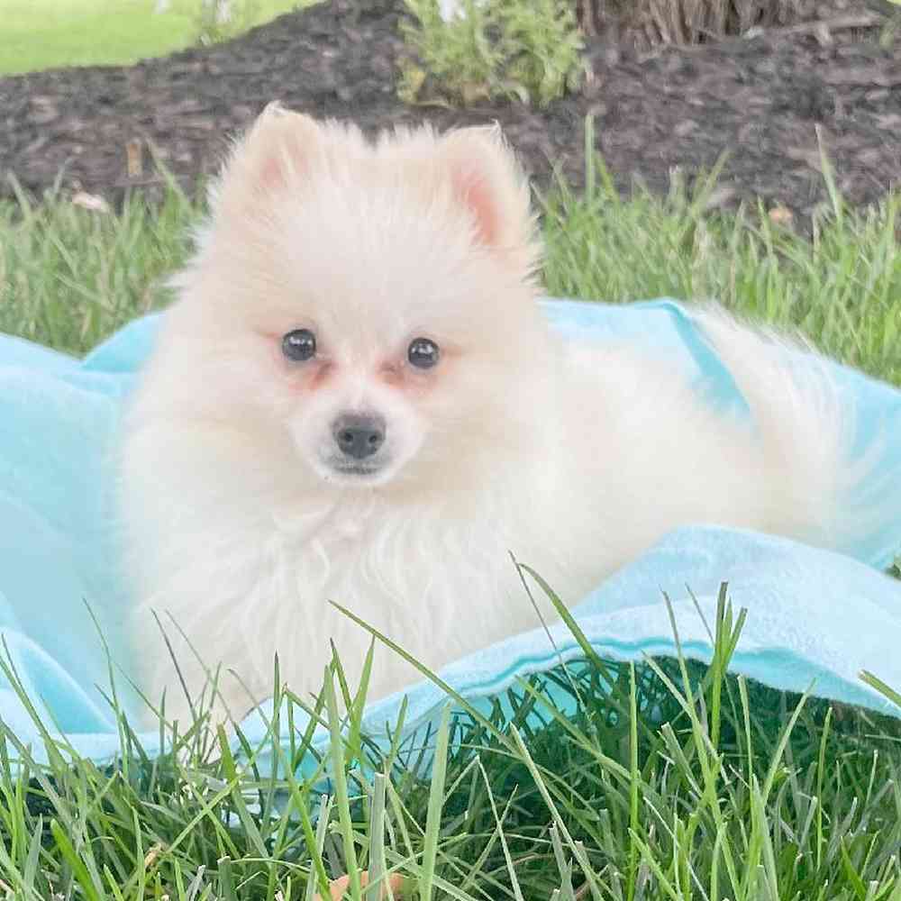 pomeranian-winslet-4841600531382078.jpg