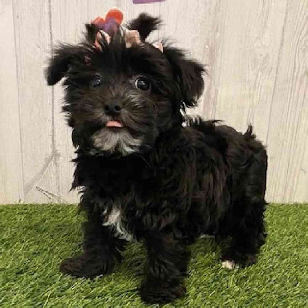 Female Maltichon-Yorkie Mix Puppy for sale