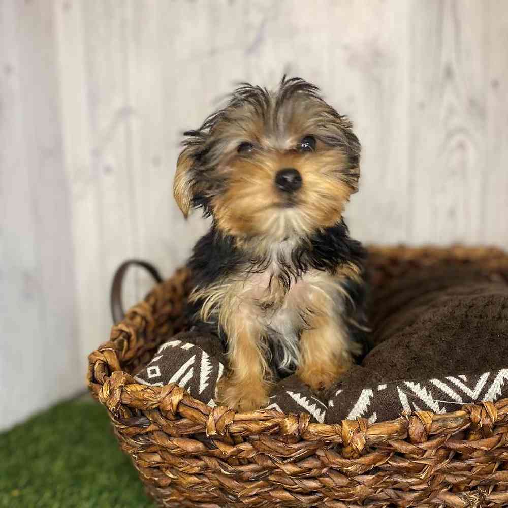 Male Yorkshire Terrier Puppy for Sale in Saugus, MA