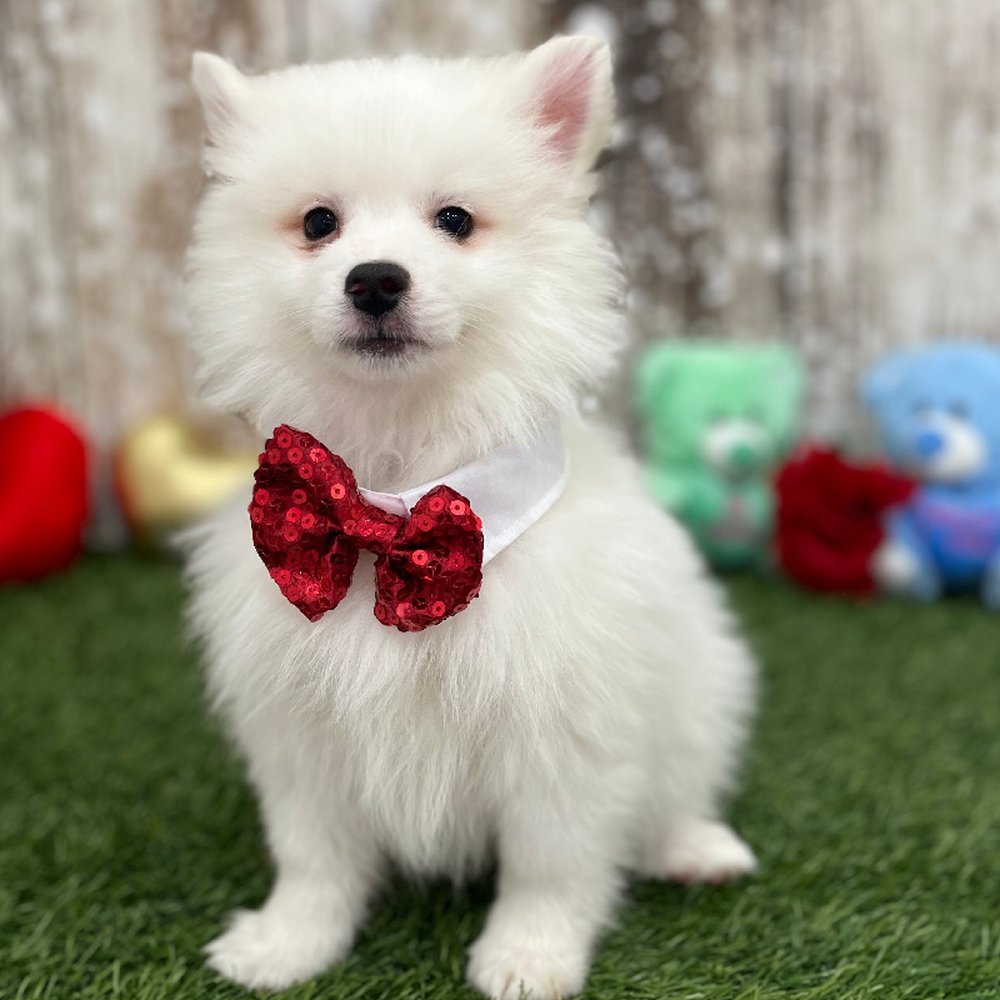 Male American Eskimo Puppy for Sale in Braintree, MA