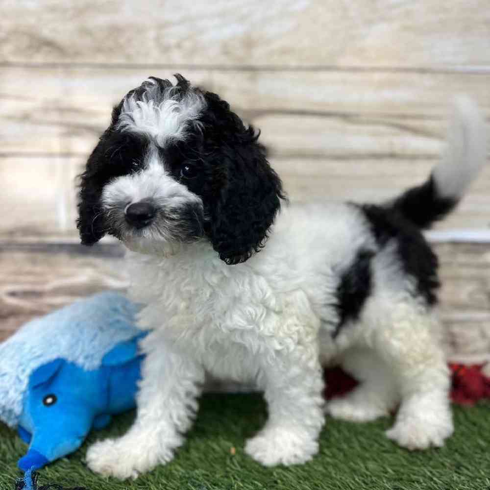 Male Mini Sheepadoodle 2nd Gen Puppy for Sale in Saugus, MA