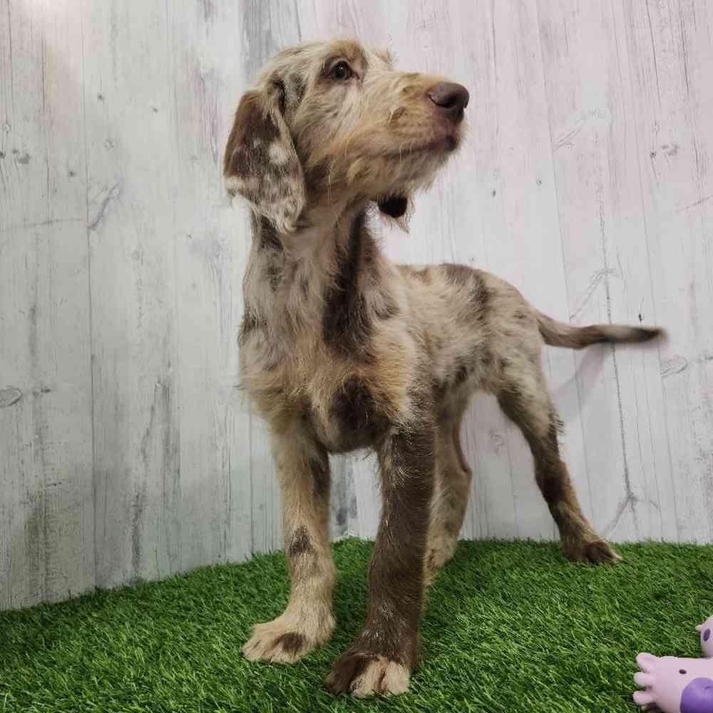 Female Labradoodle Puppy for Sale in Braintree, MA