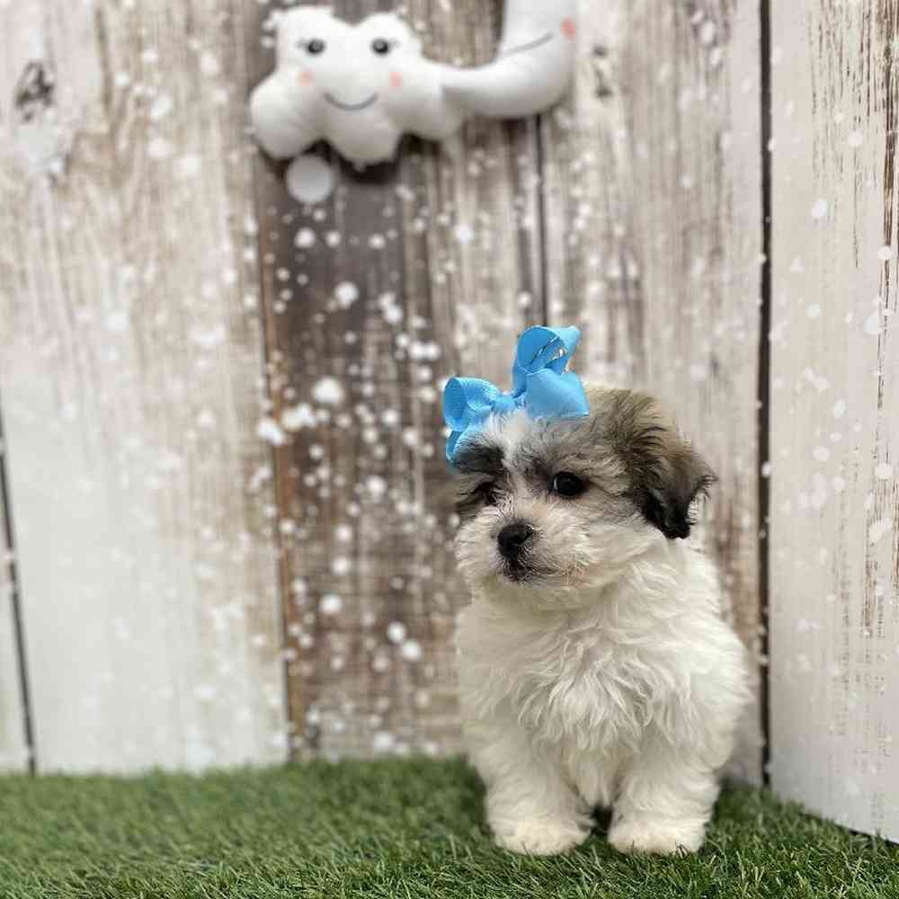 Female Teddy Bear (Zuchon) Puppy for Sale in Saugus, MA