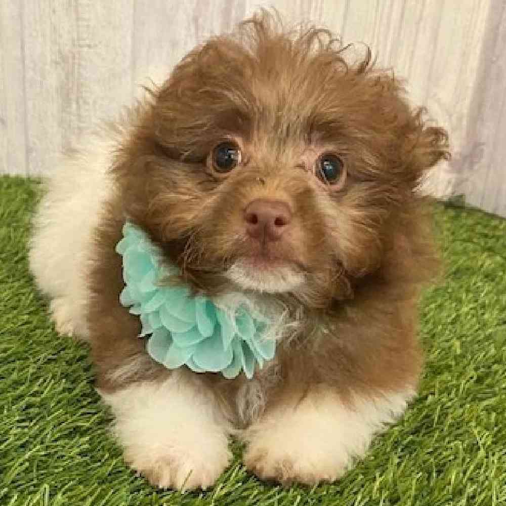 Female Hava-Pom Puppy for sale