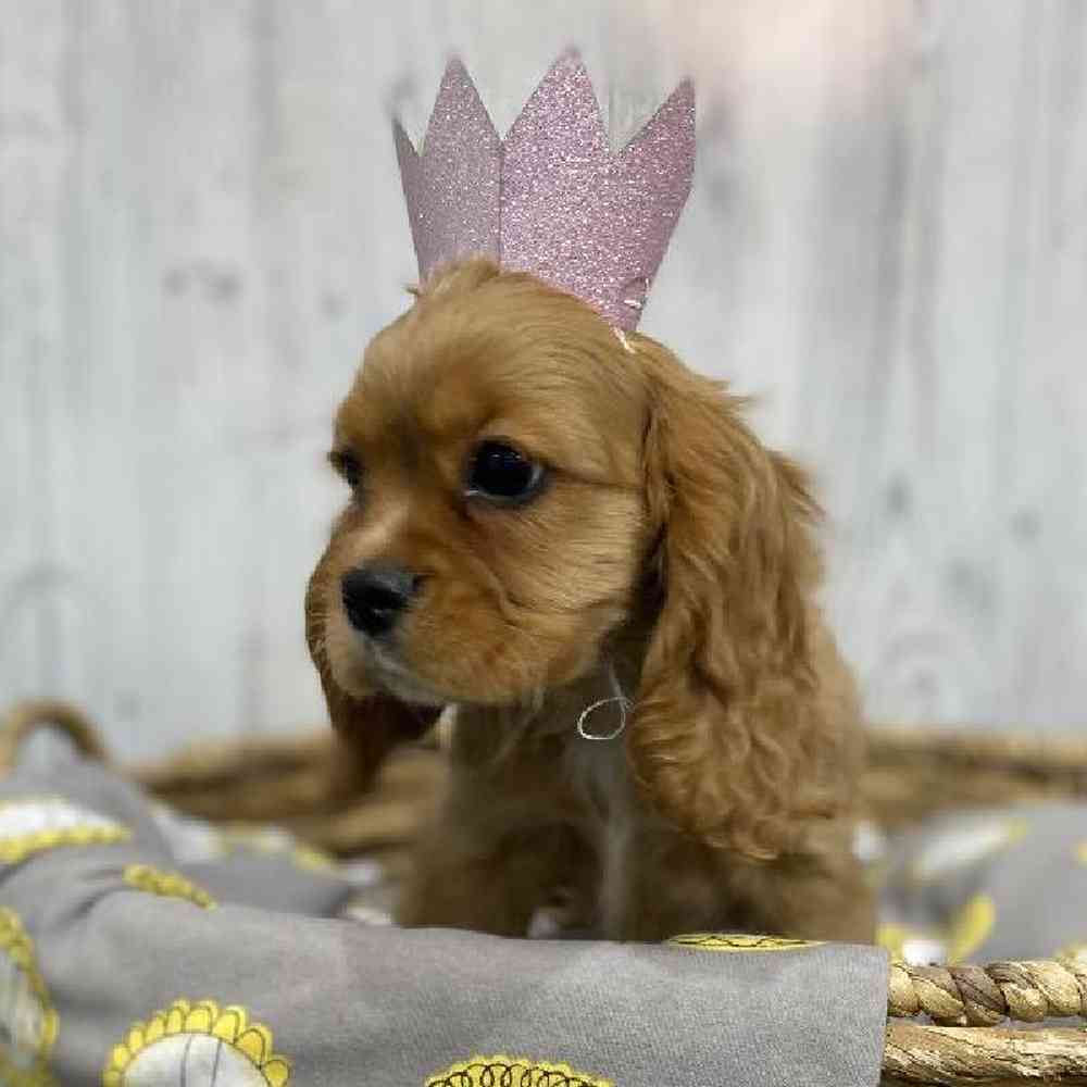 Female Cockalier Puppy for sale