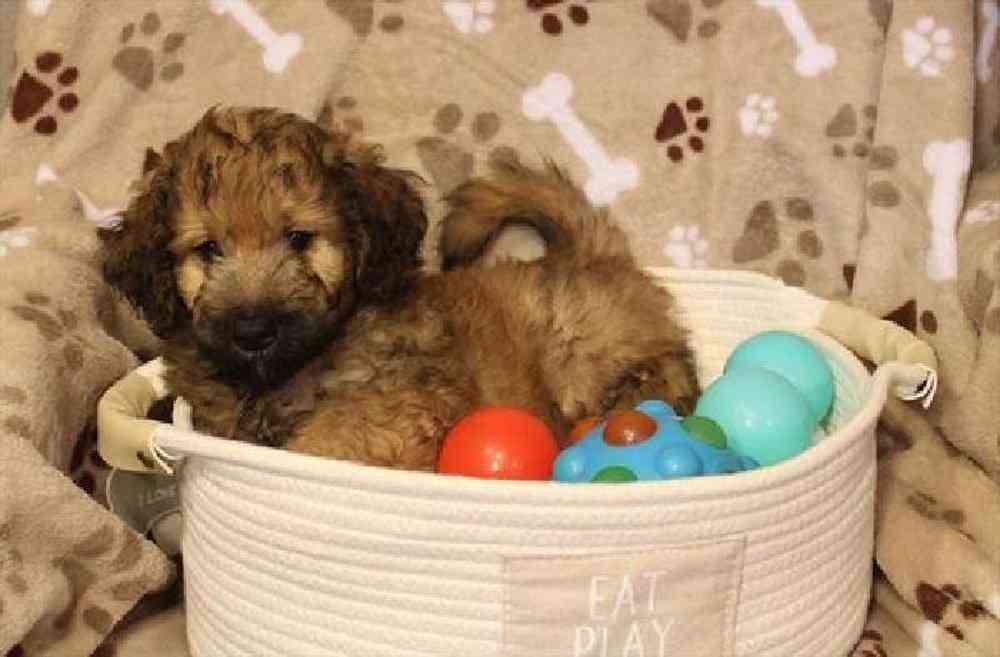 Male Mini Goldendoodle Puppy for sale