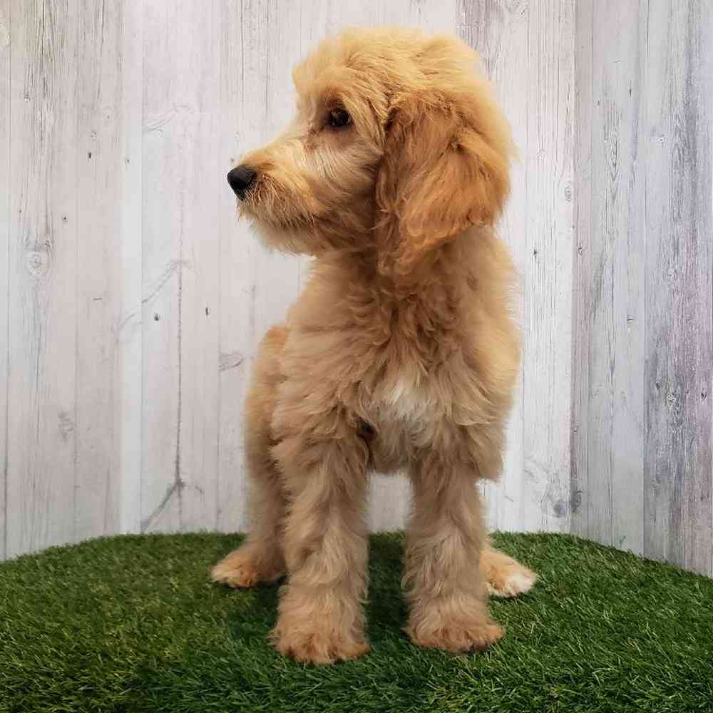 Female Goldendoodle Puppy for sale