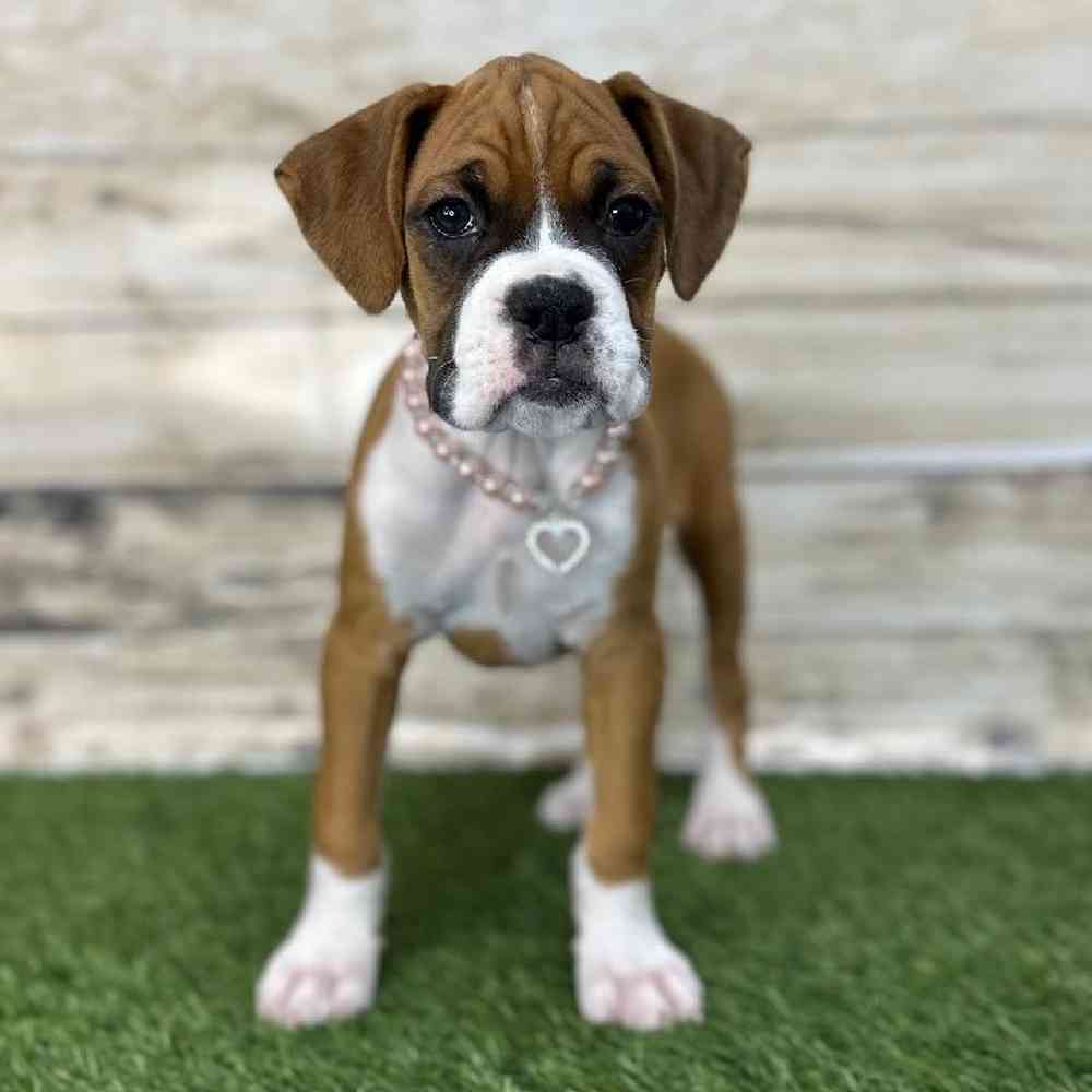Female Boxer Puppy for Sale in Saugus, MA