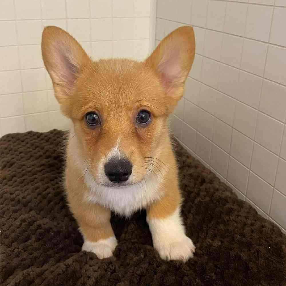 Female Pembroke Welsh Corgi Puppy for sale