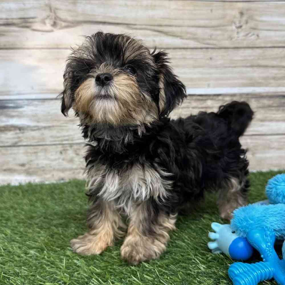 Male Morkie Puppy for Sale in Saugus, MA