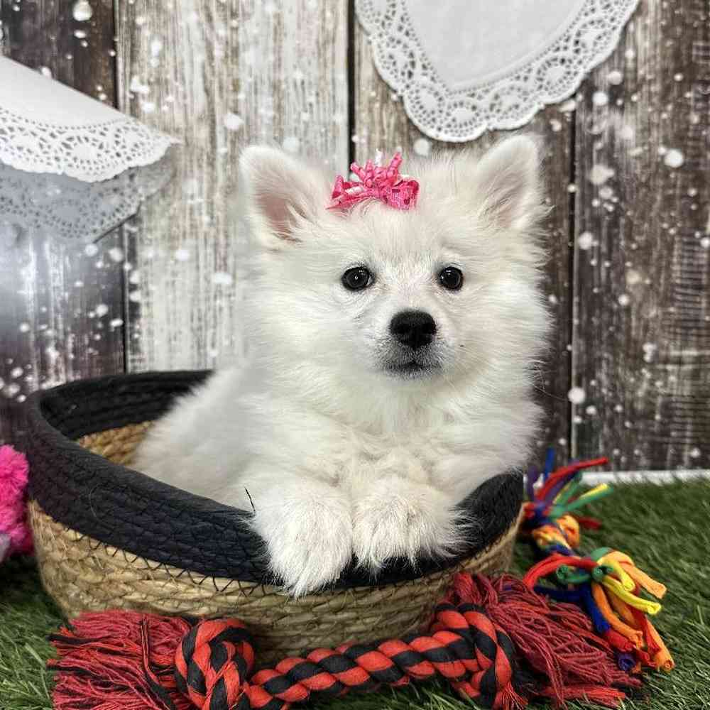 Female American Eskimo Puppy for Sale in Saugus, MA