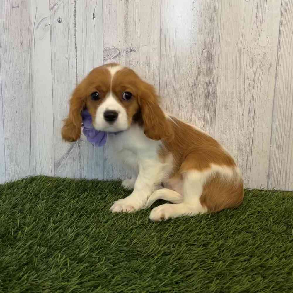 Female Cavalier King Charles Spaniel Puppy for Sale in Saugus, MA