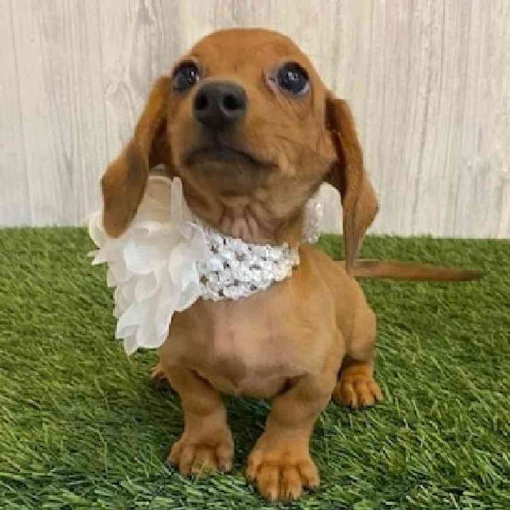 Female Dachshund Puppy for sale