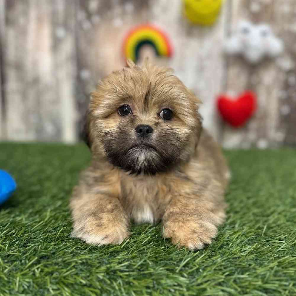 Female Lhasa Apso Puppy for Sale in Saugus, MA