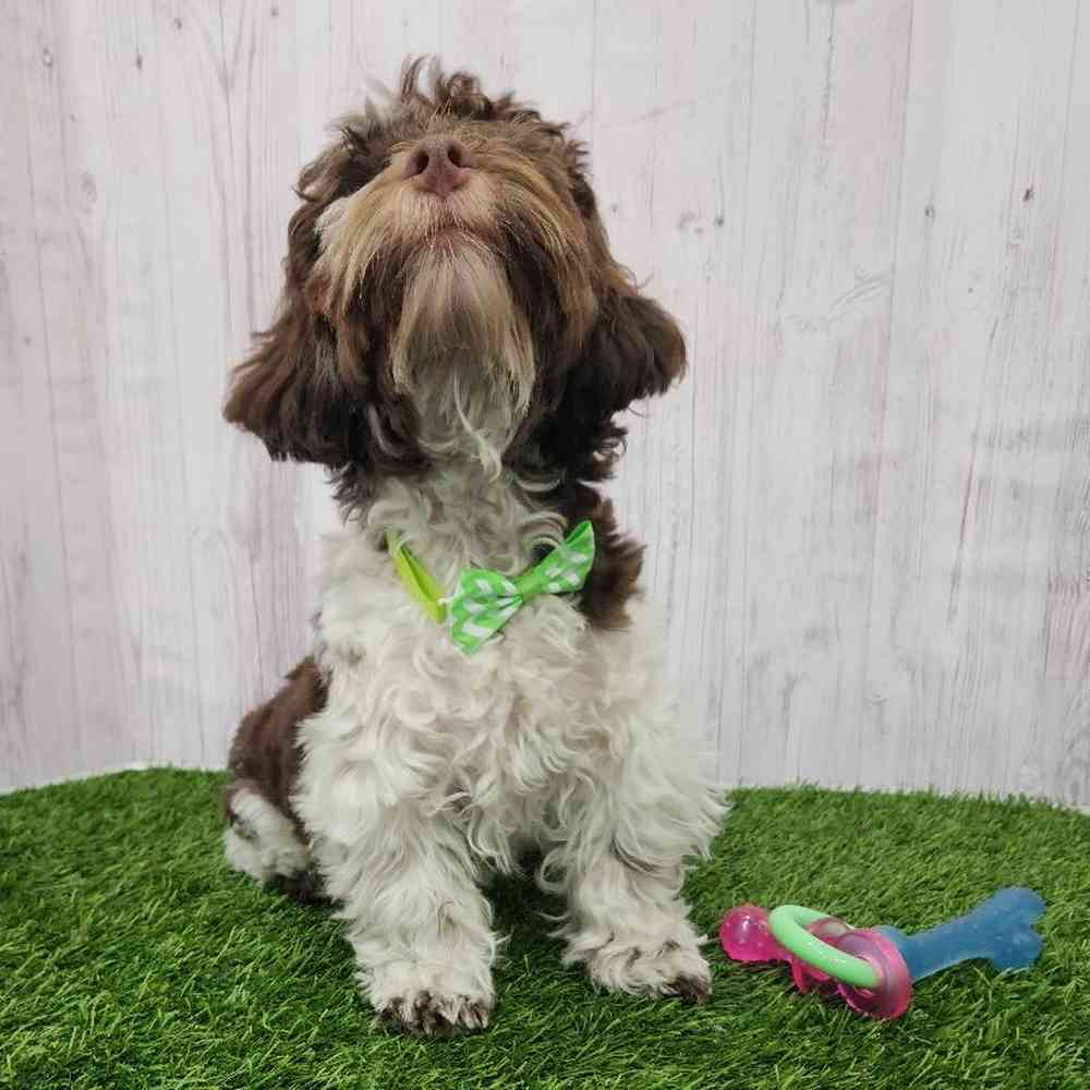 Male Havanese Puppy for Sale in Braintree, MA
