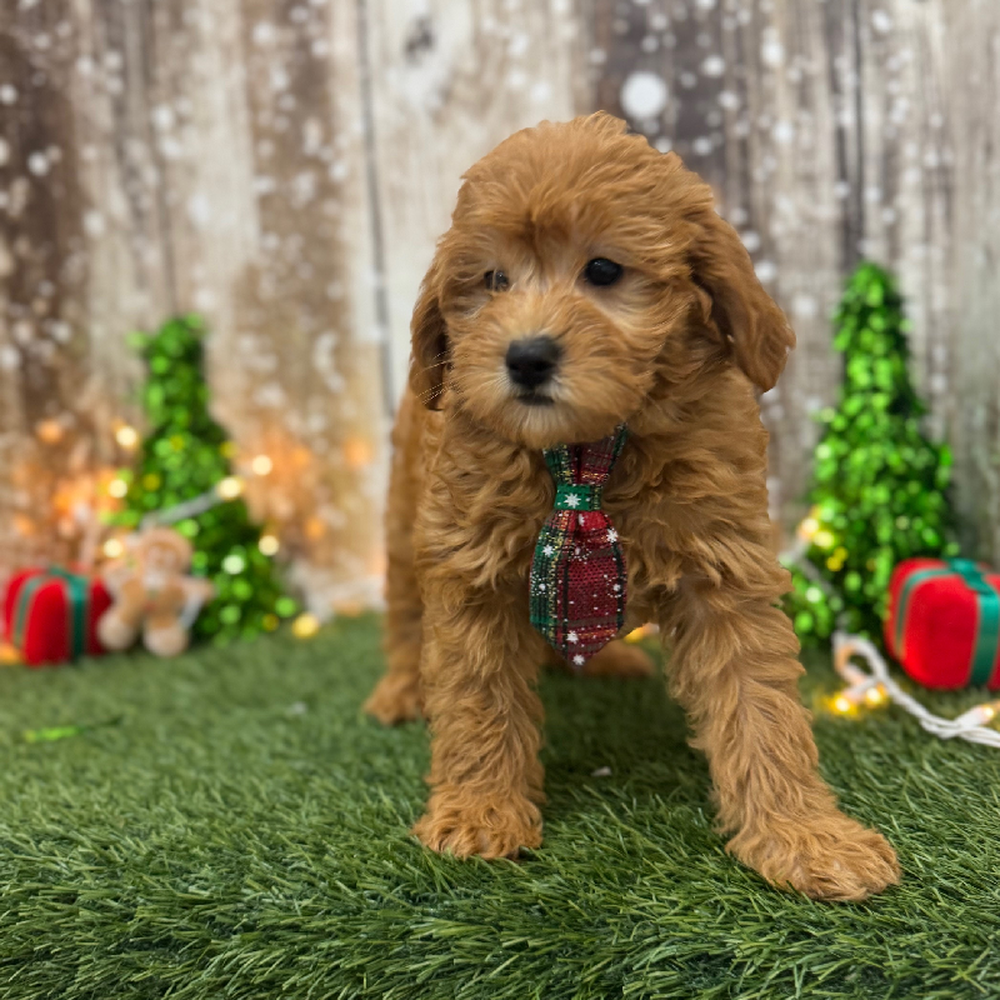 Male Mini Labradoodle 2nd Gen Puppy for Sale in Braintree, MA