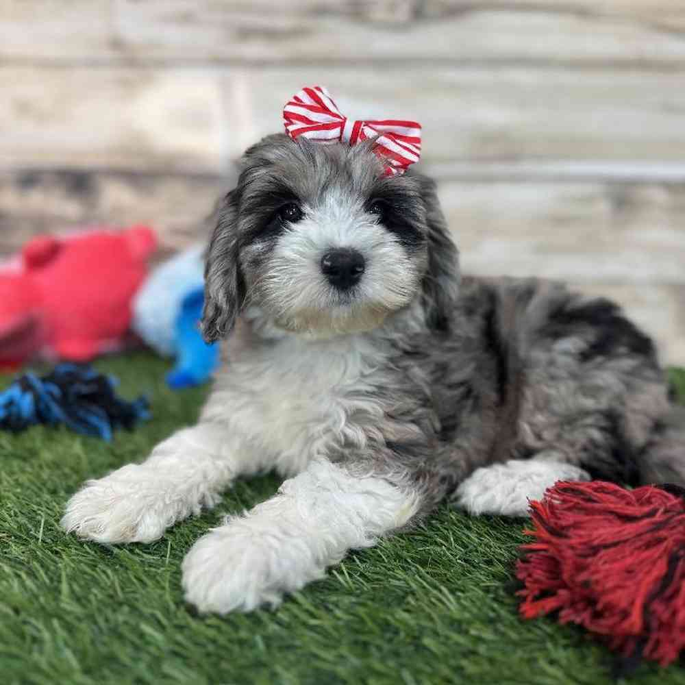 Female Mini Sheepadoodle 2nd Gen Puppy for Sale in Saugus, MA