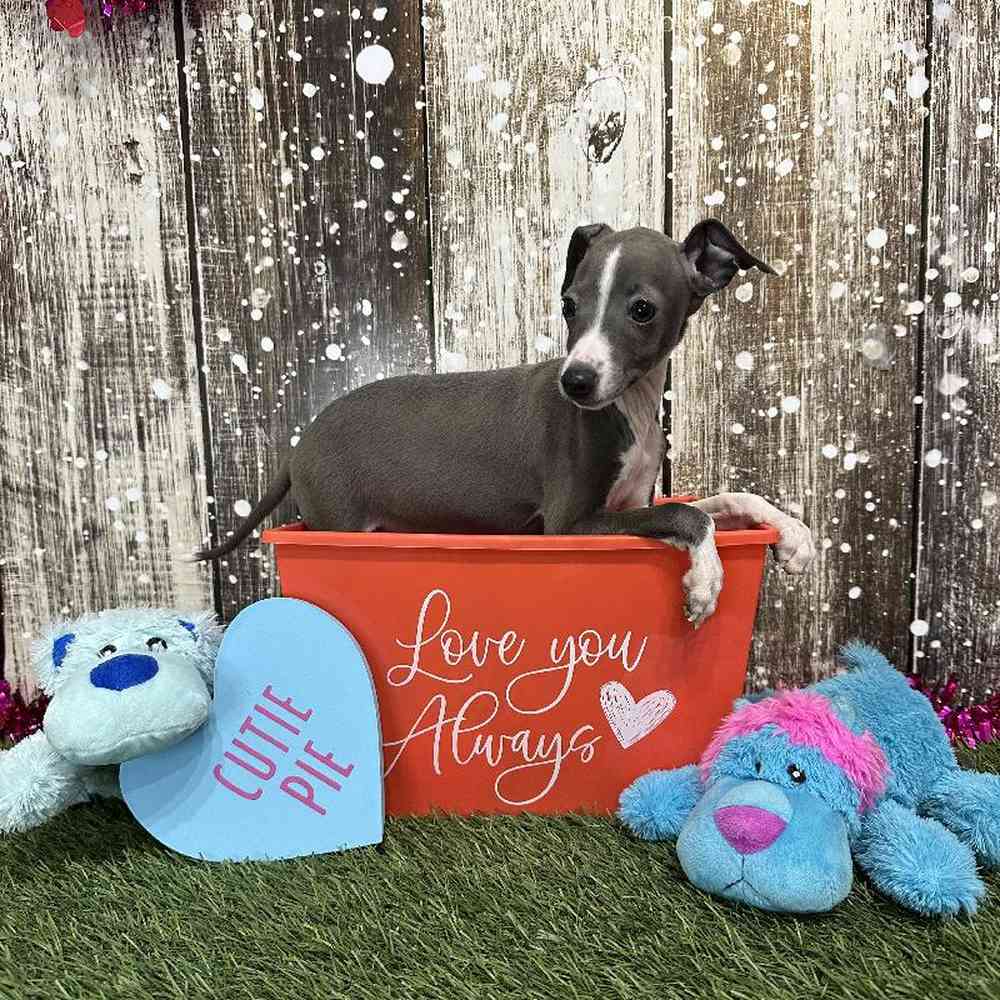 Male Italian Greyhound Puppy for Sale in Saugus, MA