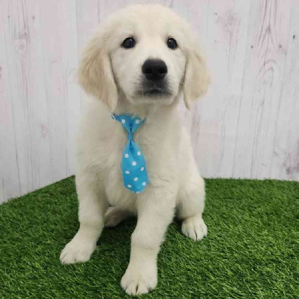 Male Golden Retriever Puppy for Sale in Braintree, MA