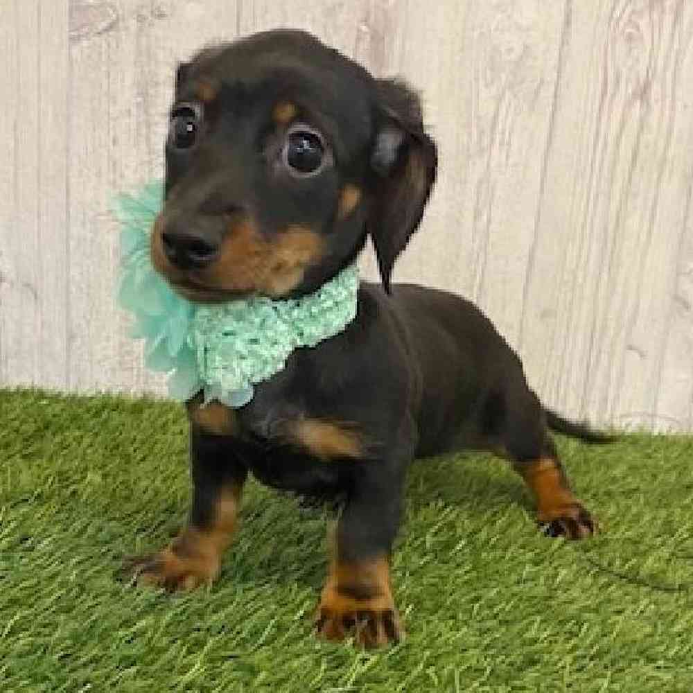 Female Dachshund Puppy for sale