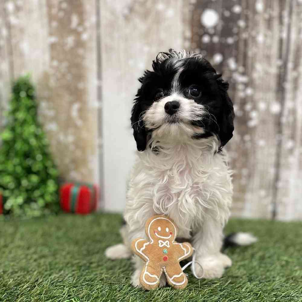 Female Cavapoo Puppy for Sale in Braintree, MA