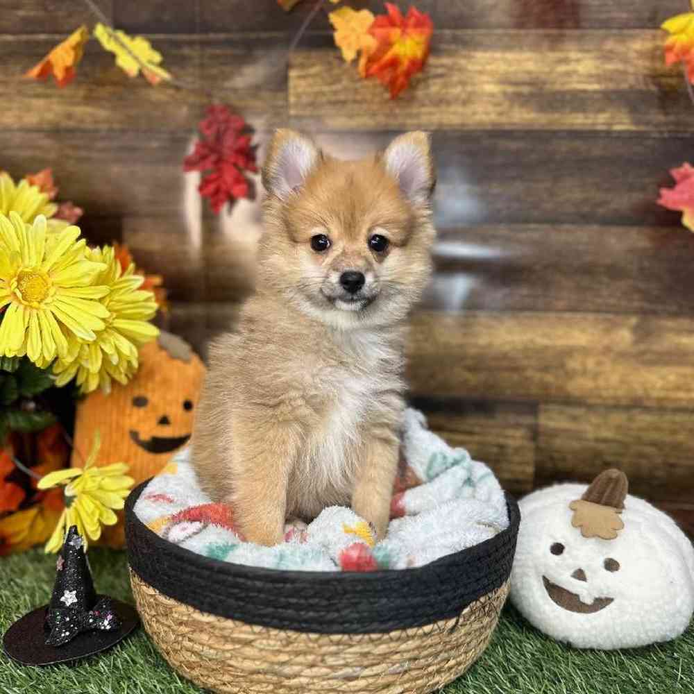 Female Pomeranian Puppy for Sale in Saugus, MA