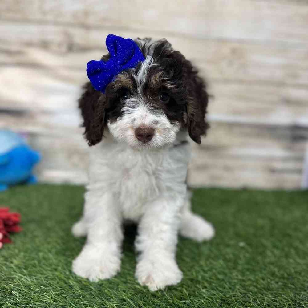 Female Mini Bernedoodle 2nd Gen Puppy for Sale in Saugus, MA