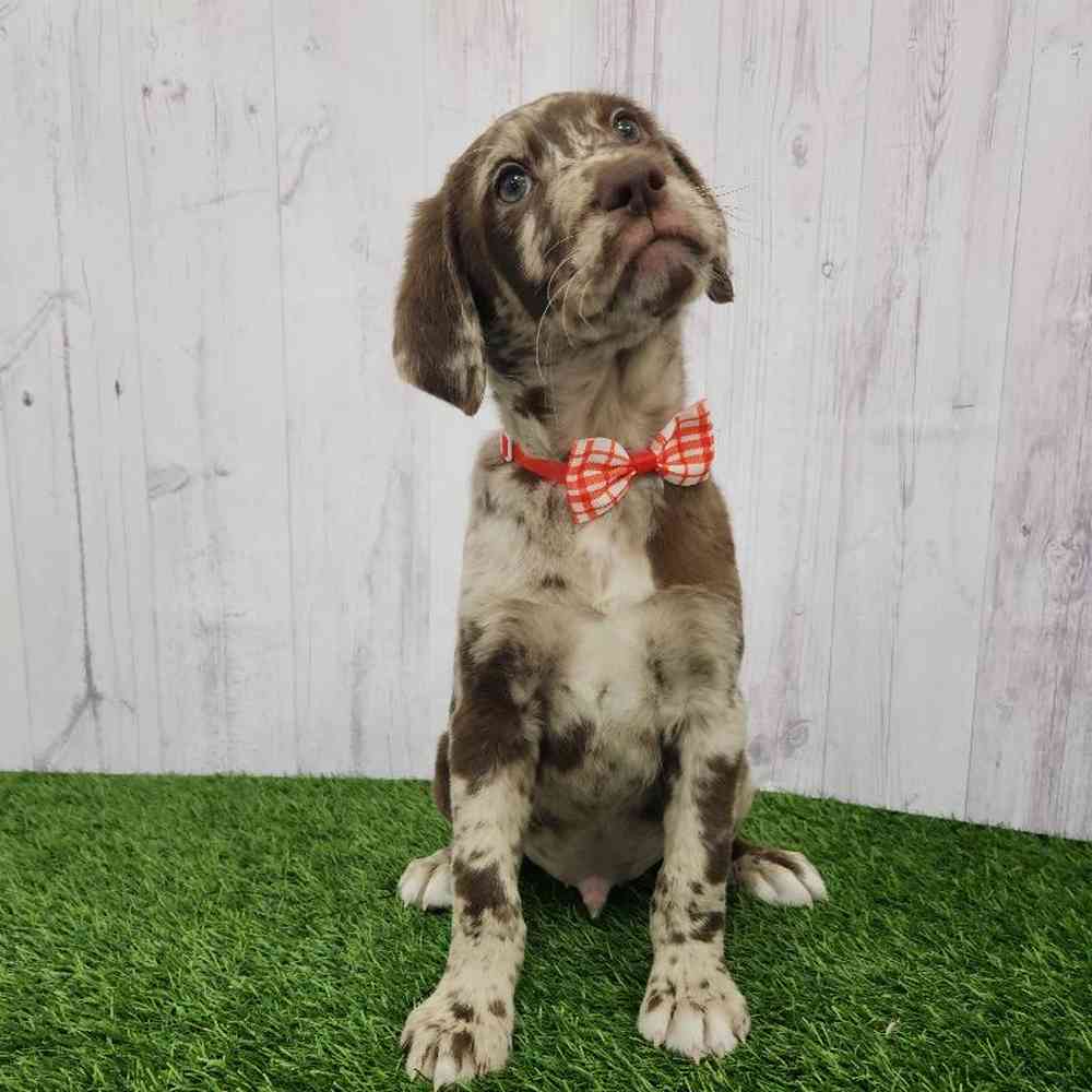 Male Labradoodle Puppy for Sale in Braintree, MA