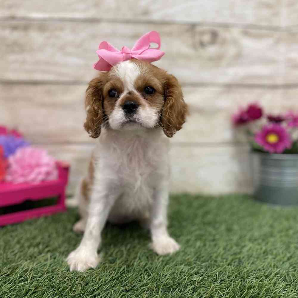 Female Cavalier King Charles Spaniel Puppy for Sale in Saugus, MA