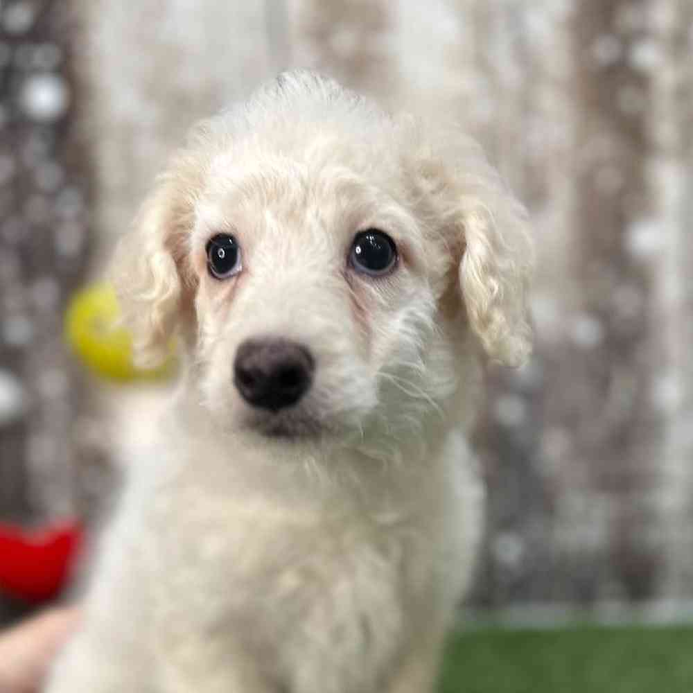 Male Mini Goldendoodle 2nd Gen Puppy for Sale in Saugus, MA