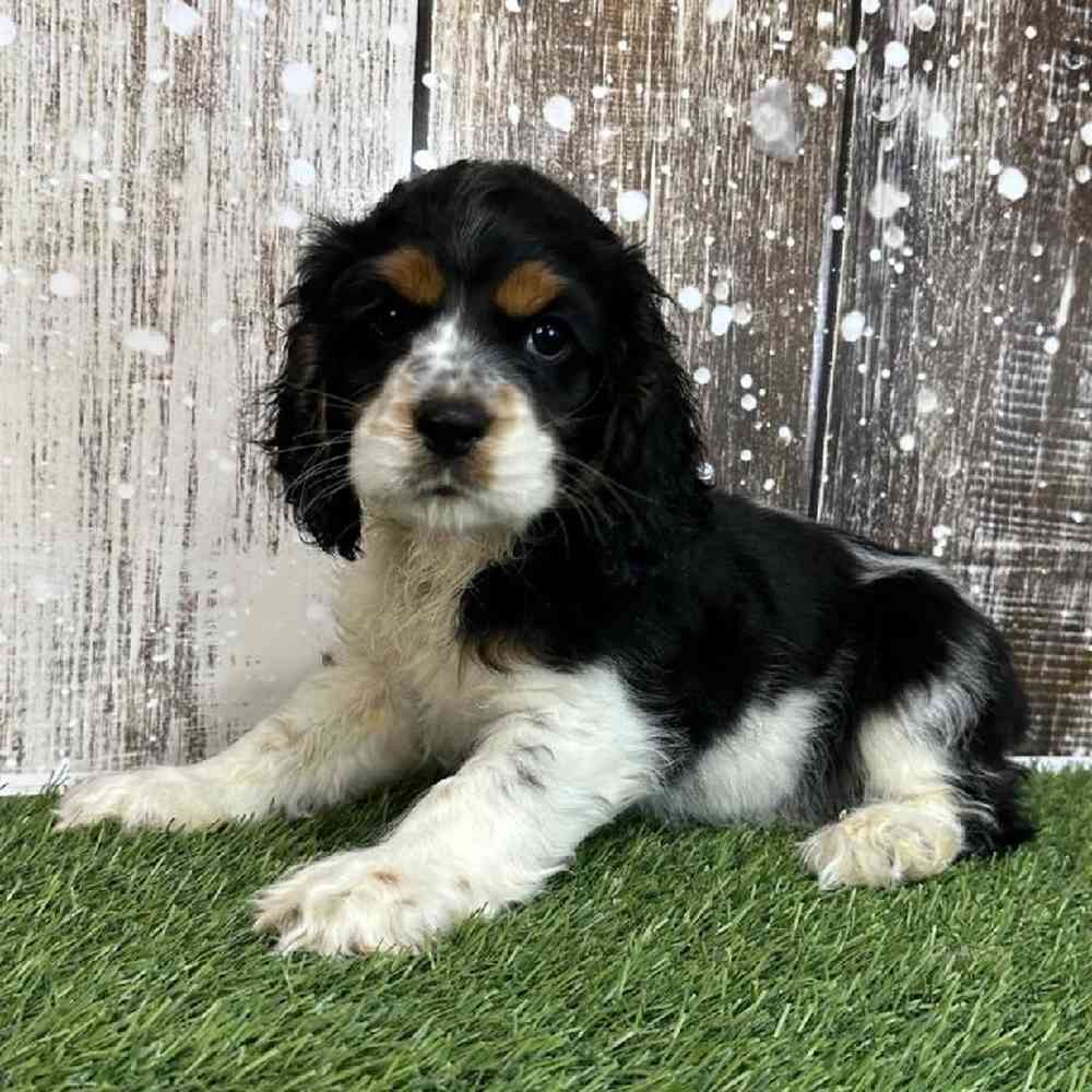 Male Cocker Spaniel Puppy for Sale in Saugus, MA