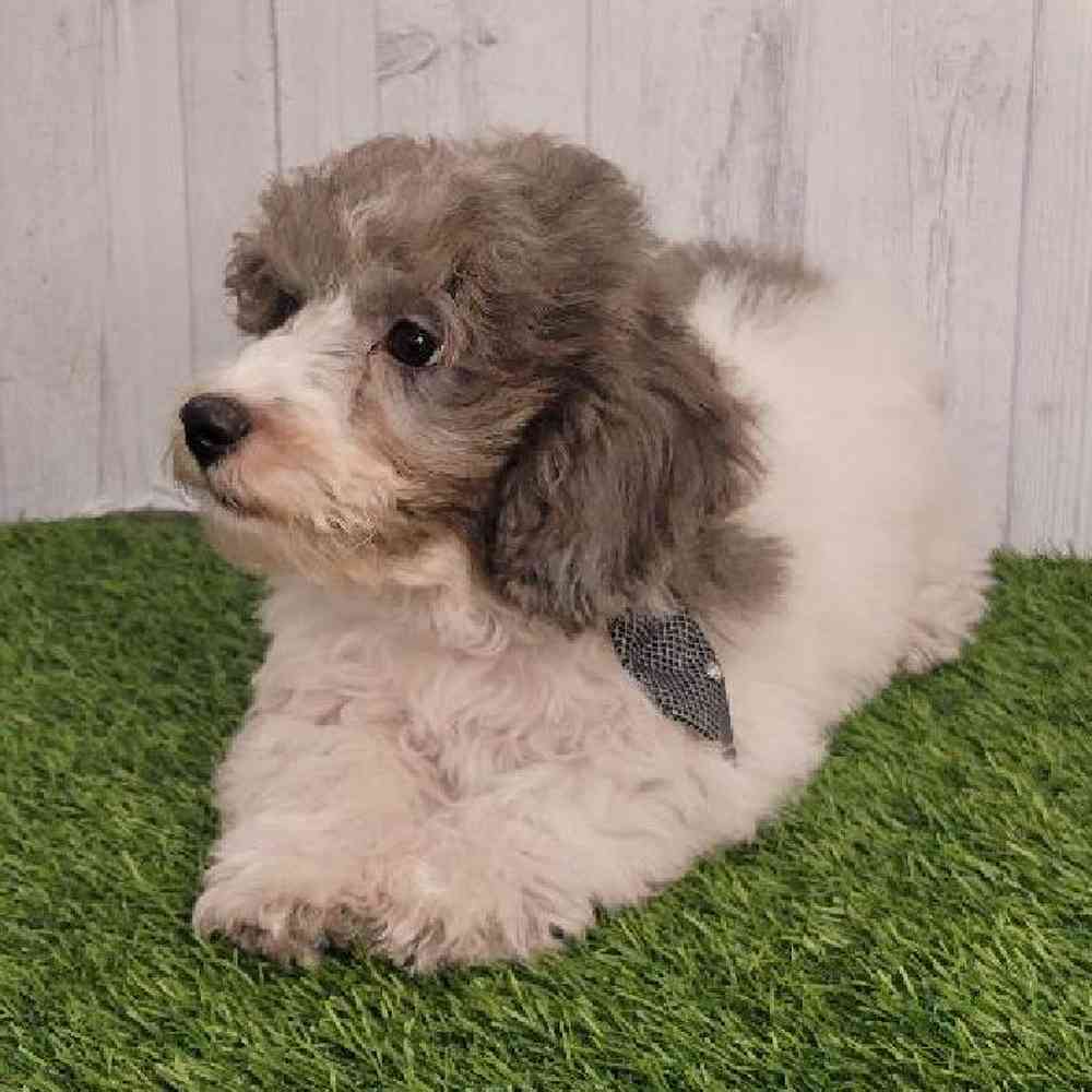 Male Bichon-Poodle Puppy for sale