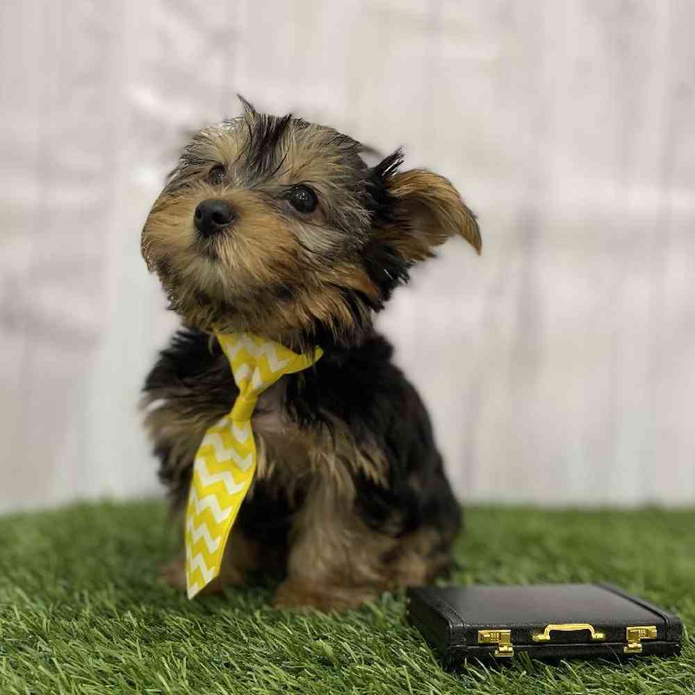 Male Yorkshire Terrier Puppy for Sale in Braintree, MA
