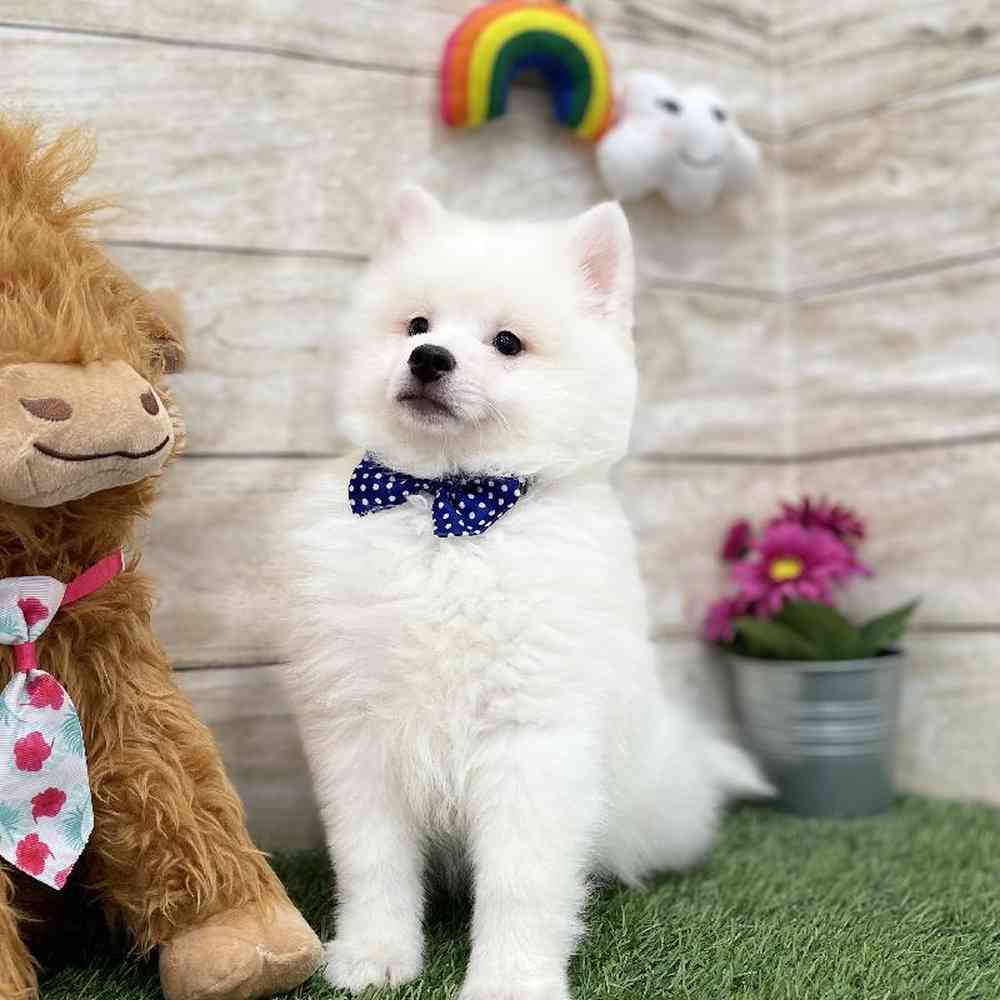 Male American Eskimo Puppy for Sale in Braintree, MA