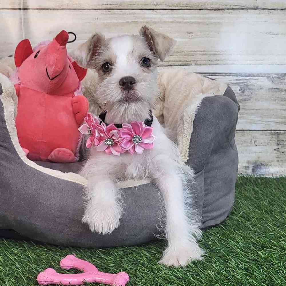 Female Miniature Schnauzer Puppy for Sale in Saugus, MA