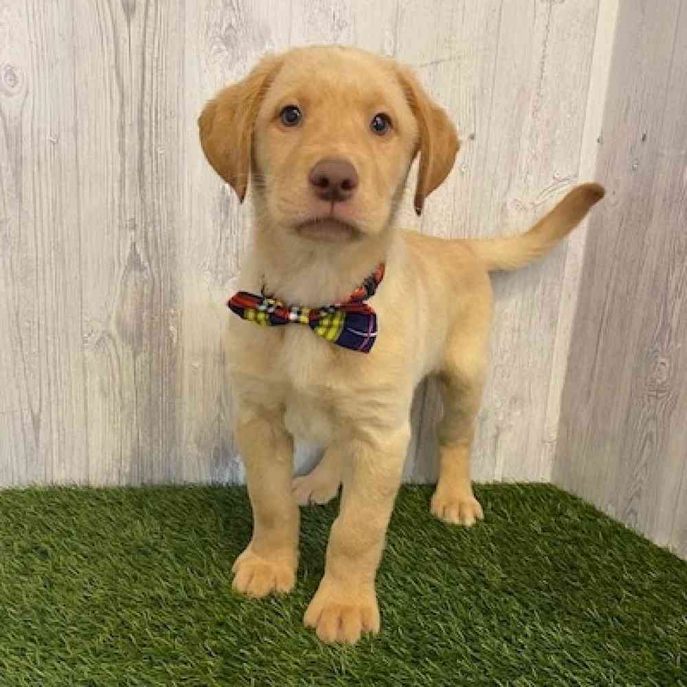 Male Labrador Retriever Puppy for sale