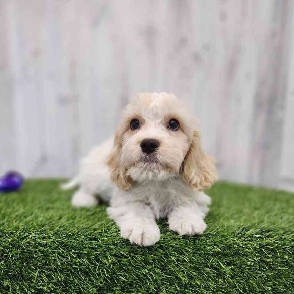 Male Cavachon Puppy for Sale in Braintree, MA