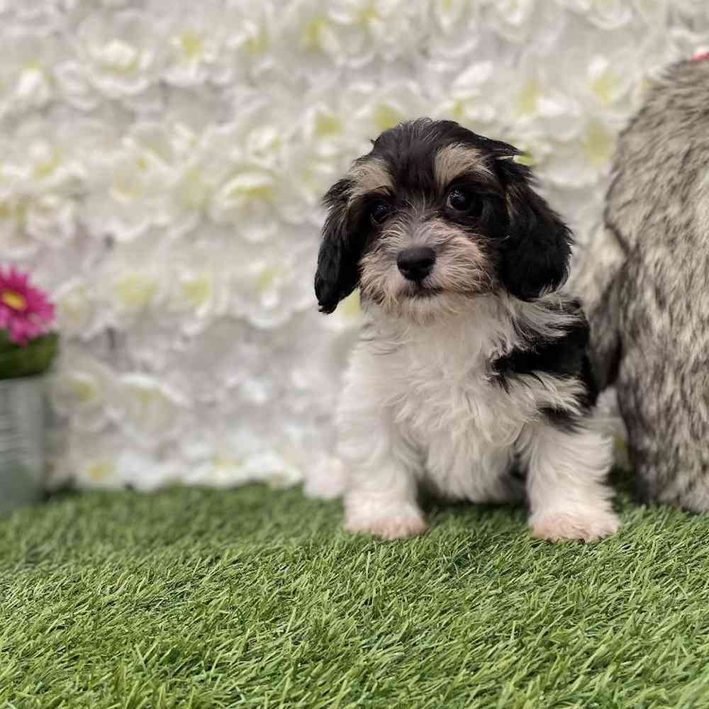 Male Hava-Chon Puppy for Sale in Braintree, MA