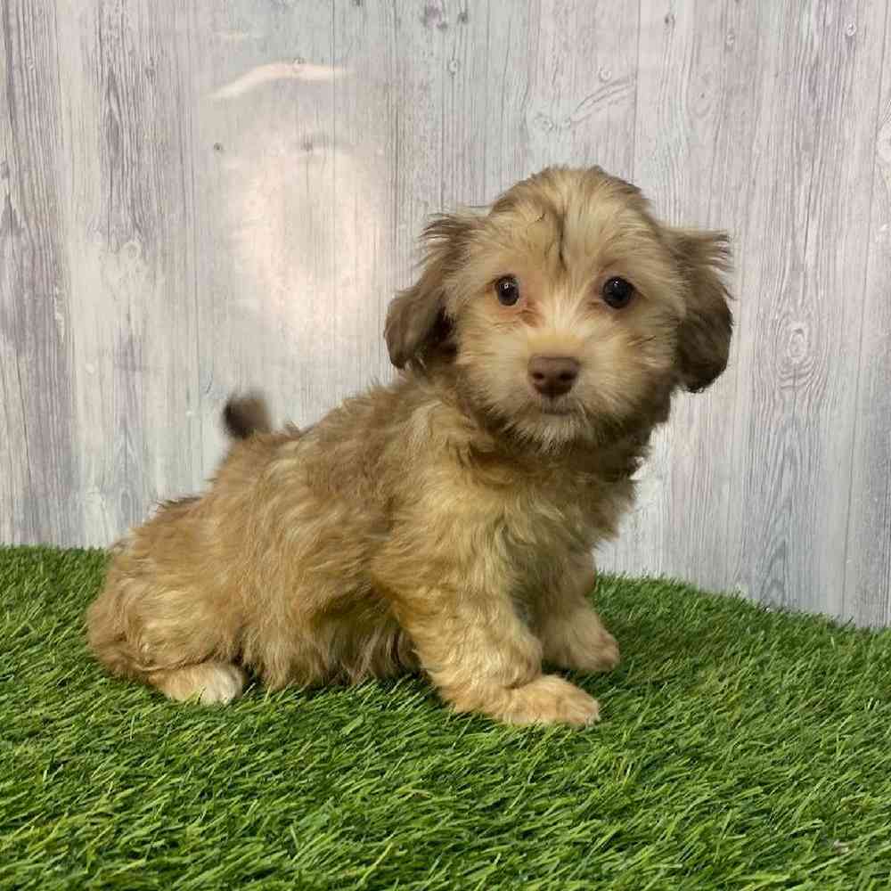 Female Havanese Puppy for Sale in Saugus, MA