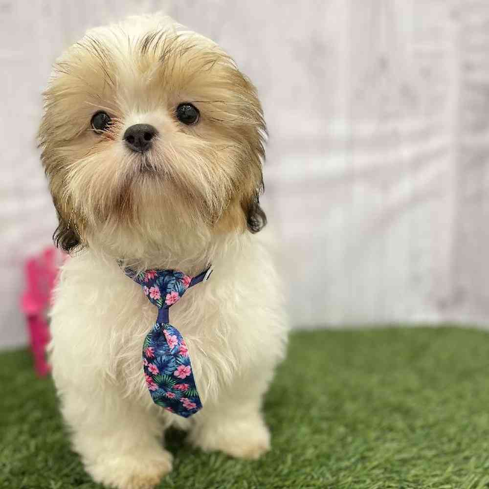 Male Shih Tzu Puppy for Sale in Braintree, MA
