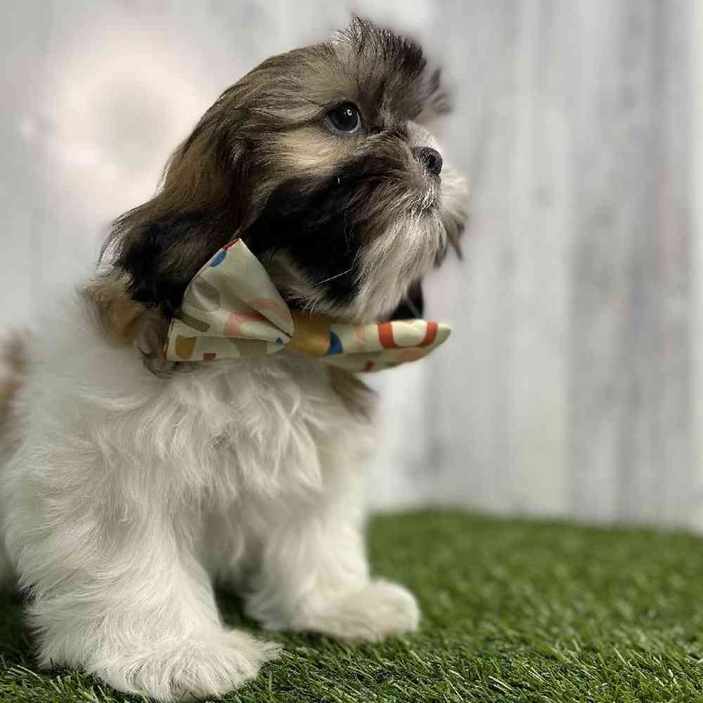 Male Shih Tzu Puppy for sale